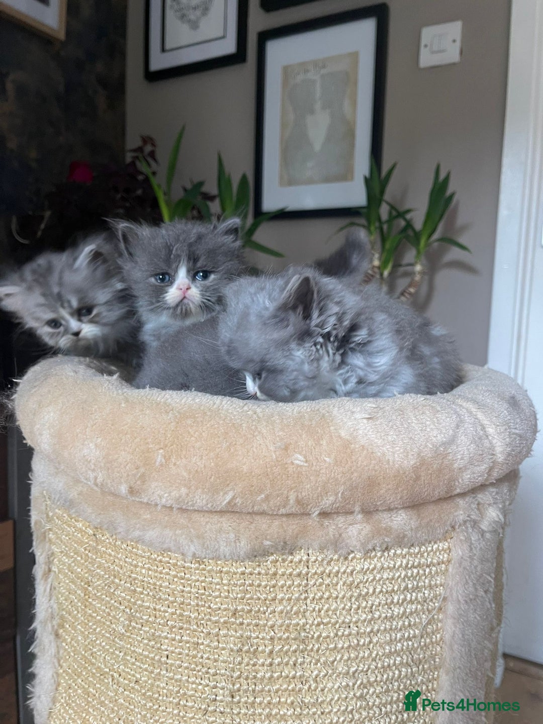 Persian cats for sale: Beautiful fluffy kittens very affectionate  - Image 9