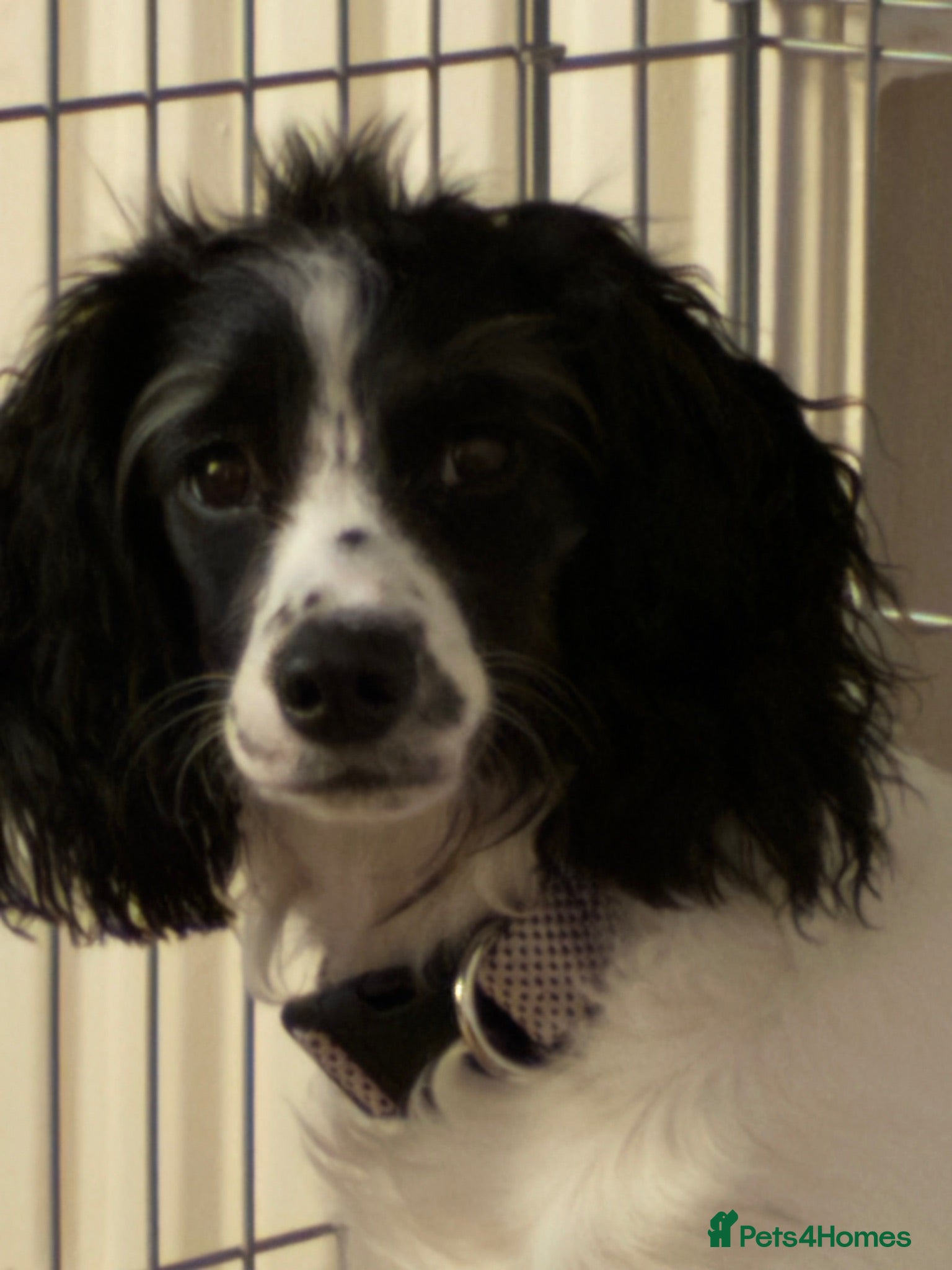 Mixed Breed dogs Springer Spaniel Cross  - Advert 2