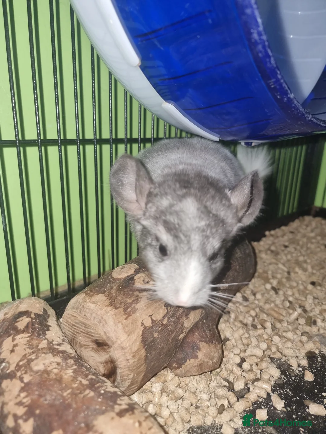 Chinchilla rodents for sale: Cute babies ready for new home in Colchester - Advert 2