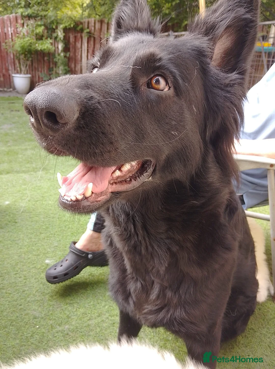 German Shepherd dogs for sale: Straight back Long coat German Shepherd pups - Advert 5