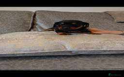 Miniature Dachshund dogs for sale: Ready now miniature dachshunds boy - Image 26