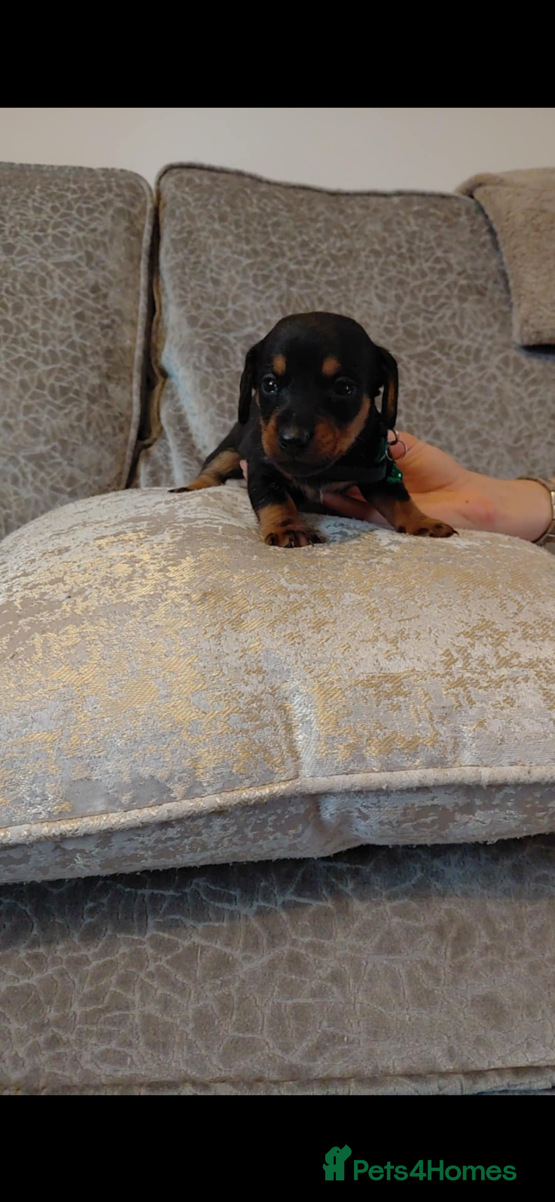 Miniature Dachshund dogs for sale: Ready now miniature dachshunds boy - Image 26