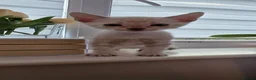 Bengal cats for sale: Beautiful Bengal kittens  in Leicester - Advert 21