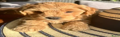 Maltipoo 1