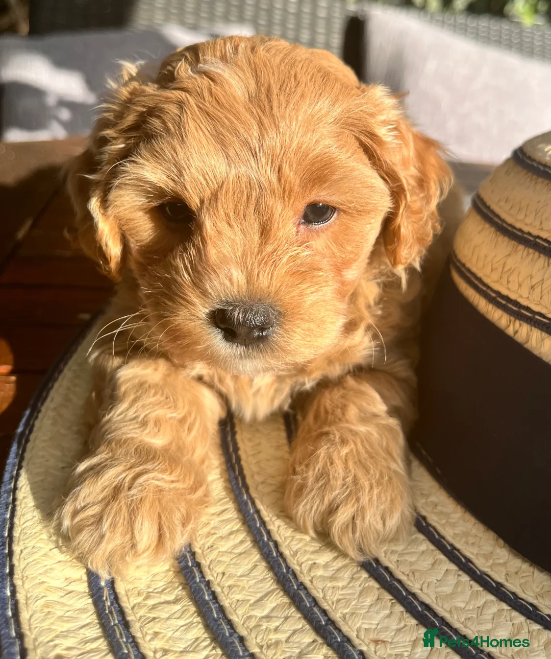Maltipoo dogs for sale:  5 Absolutely Gorgeous Maltipoo Boys  - Advert 2