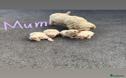 Toy Poodle dogs for sale: Toy Poodle Pups with Lovely Temperaments - Image 24