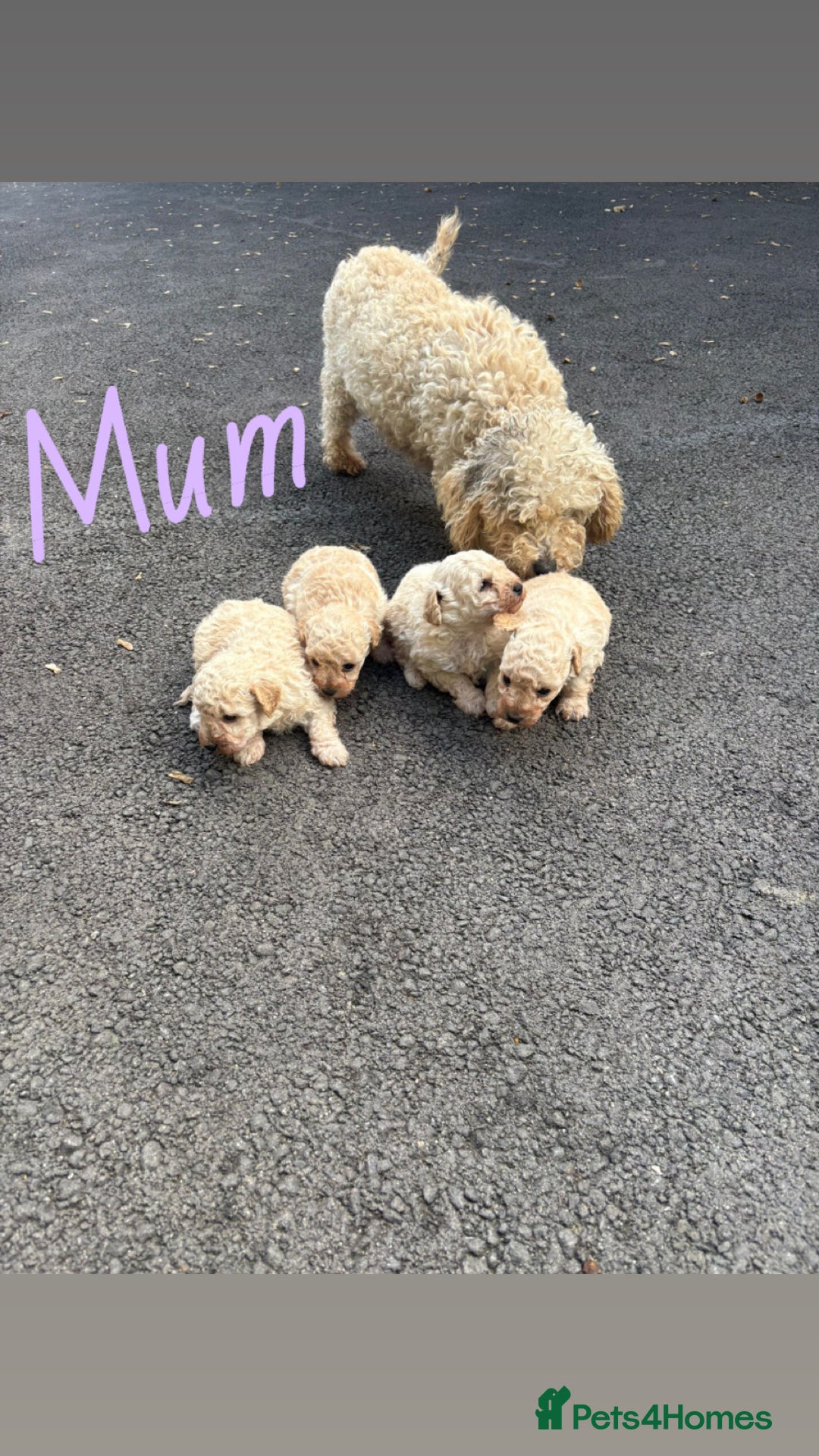 Toy Poodle dogs for sale: Toy Poodle Pups with Lovely Temperaments - Image 24