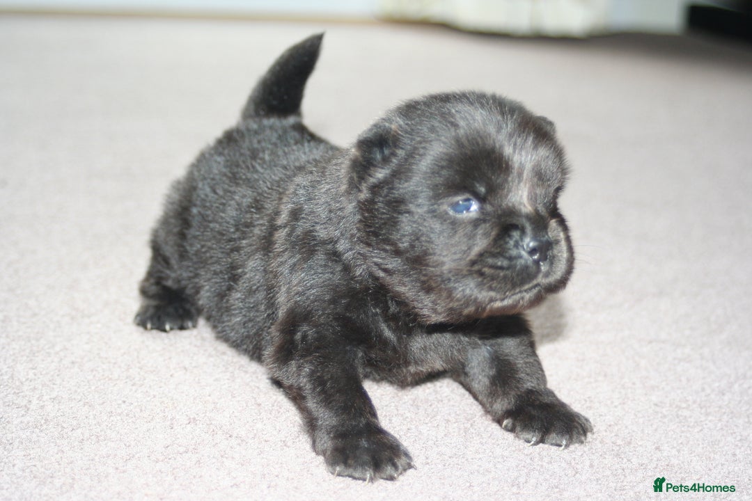 Chow Chow dogs for sale: Chow chow puppies ready to go 20th jan - Advert 9