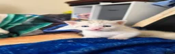 Bengal cats for sale: Beautiful bengal female - Advert 6