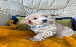 Cavachon dogs for sale: Boys and a girl available  - Image 4