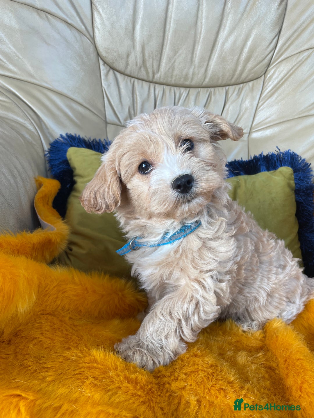Cavachon dogs for sale: Boys and a girl available  - Image 4