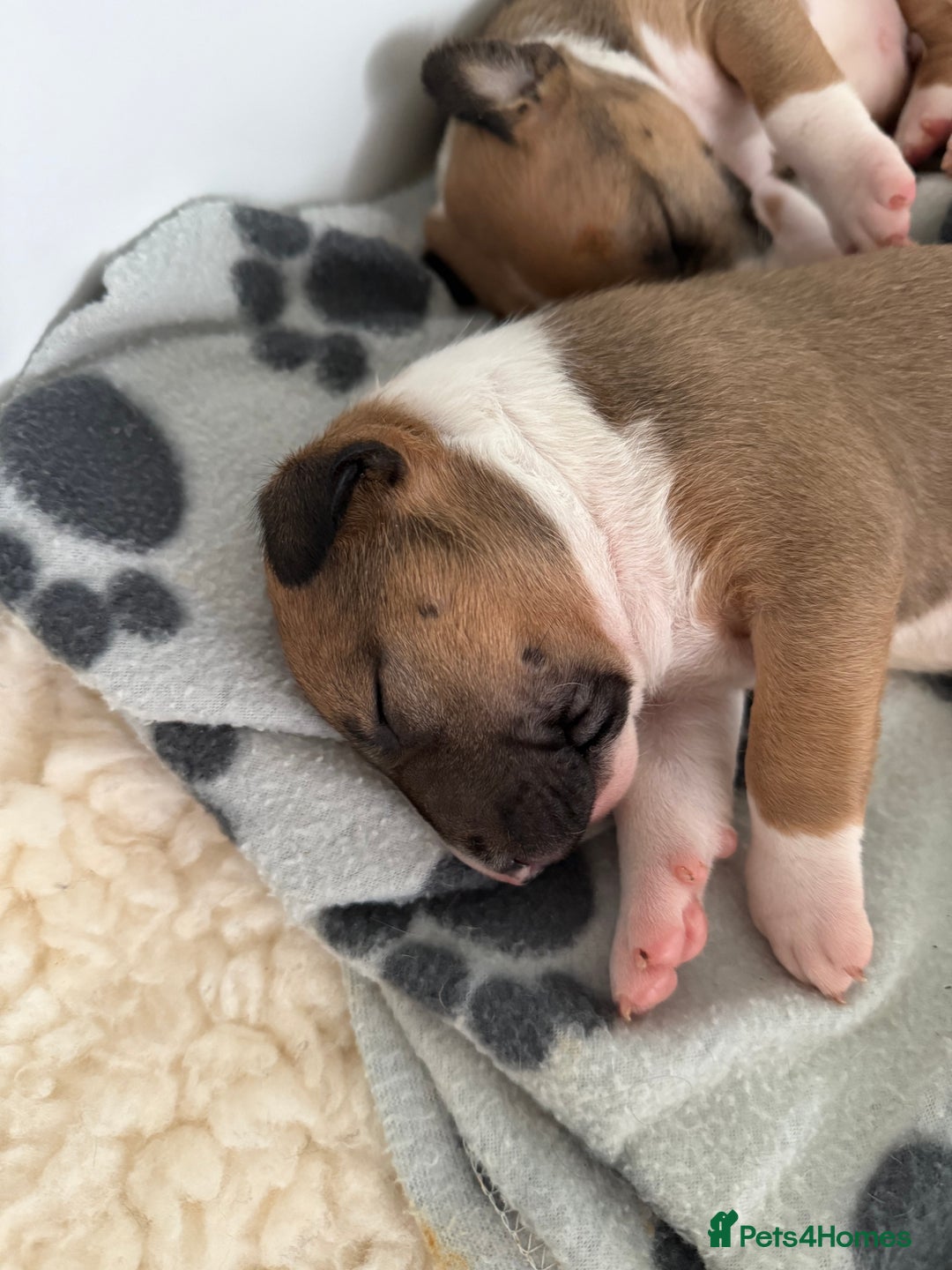 English Bull Terrier dogs for sale: KC English Bull Terrier puppies available  - Advert 7