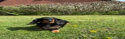 Miniature Dachshund dogs for sale: Lovely 6y old spayed girl - Advert 4