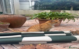 British Shorthair cats for sale: Two gorgeous young male ginger cats - Image 4