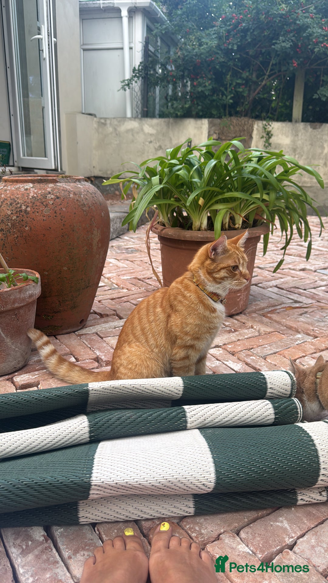 British Shorthair cats for sale: Two gorgeous young male ginger cats - Image 4