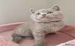 British Shorthair cats for sale: 8 Pedigree British Shorthair Kittens Blue Lilac  - Image 15