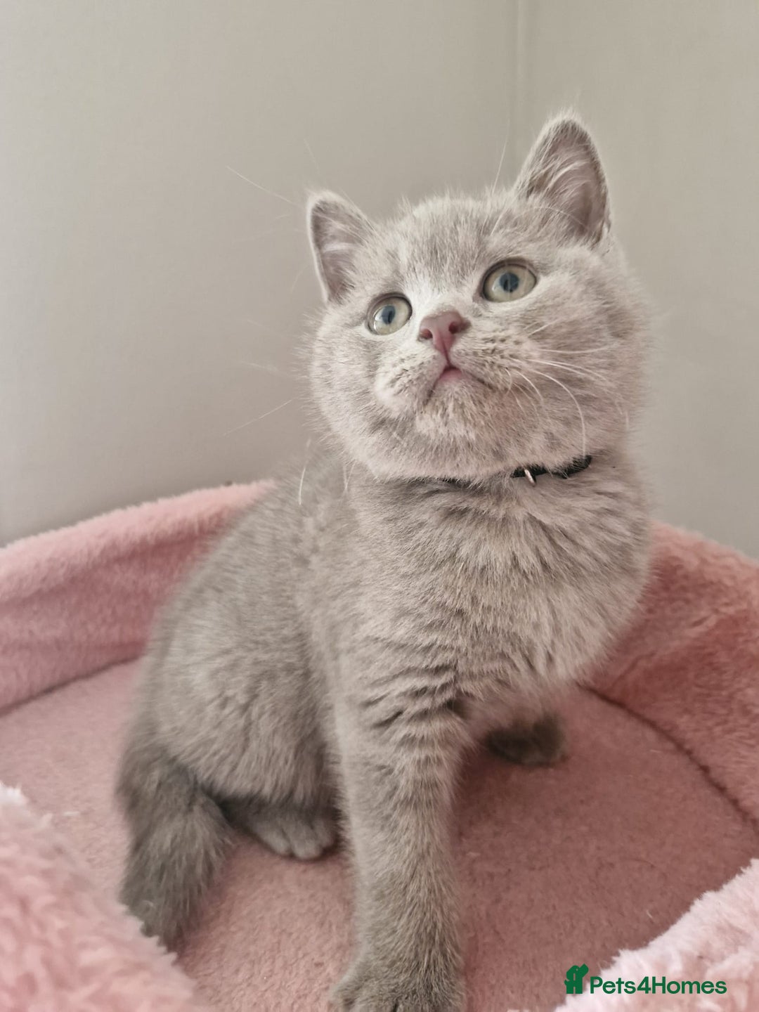 British Shorthair cats for sale: 8 Pedigree British Shorthair Kittens Blue Lilac  - Image 15