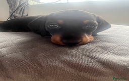 Miniature Dachshund dogs for sale: Just 1 left! KC registered miniature dachshund  - Image 3