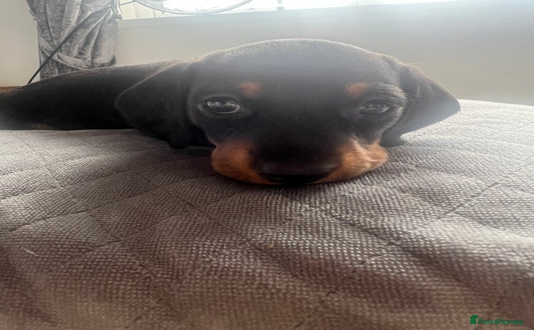 Miniature Dachshund dogs - Advert 10