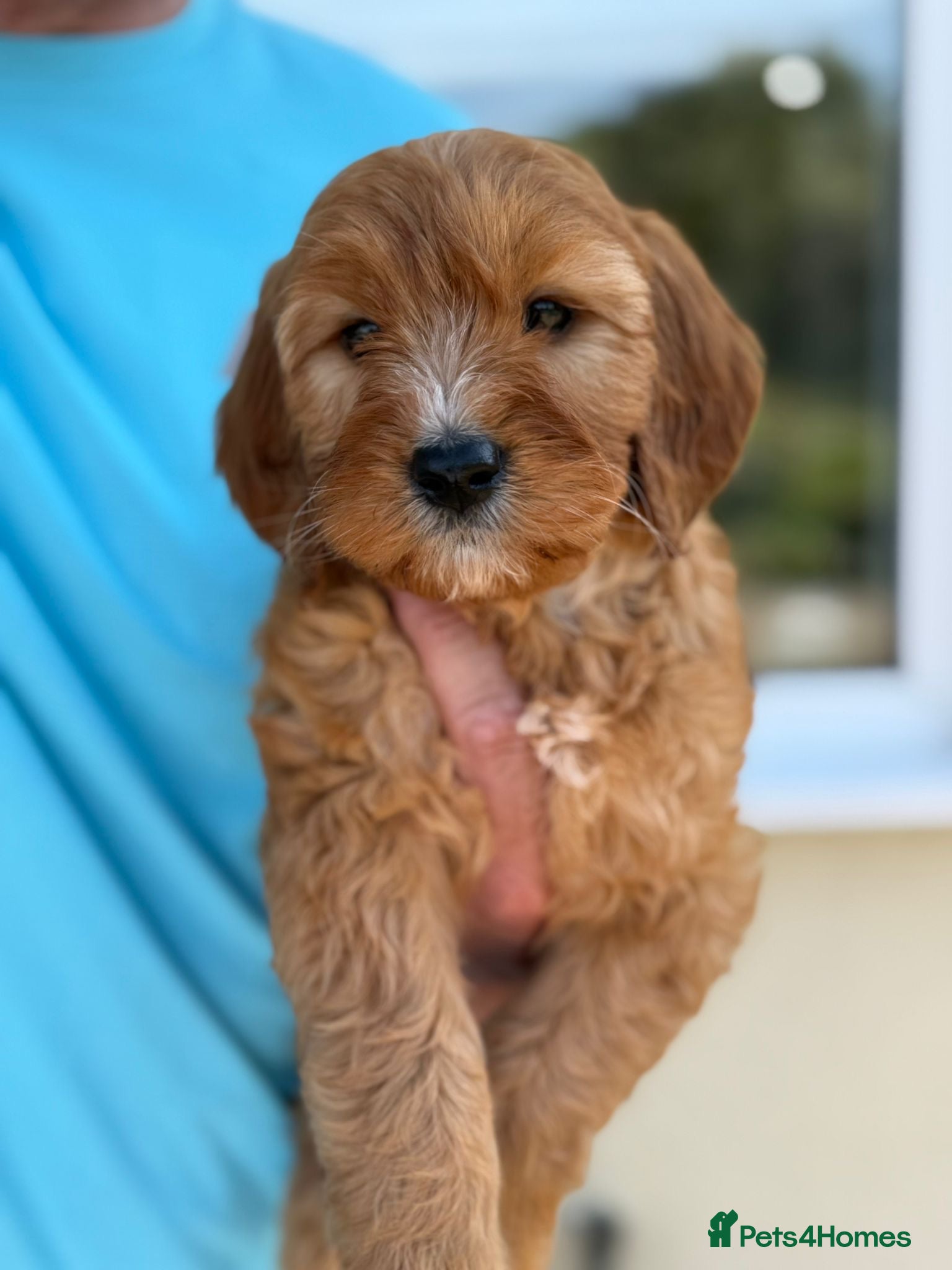 Cockapoo dogs Gorgeous F1 Cockapoo puppies  - Advert 2