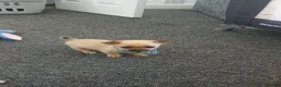 Chihuahua dogs for sale: Beautiful  chihuahua  puppies  - Advert 8
