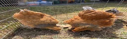 Chickens poultry for sale: Large Fowl Brahma Pairs Mixed Colours - Advert 5