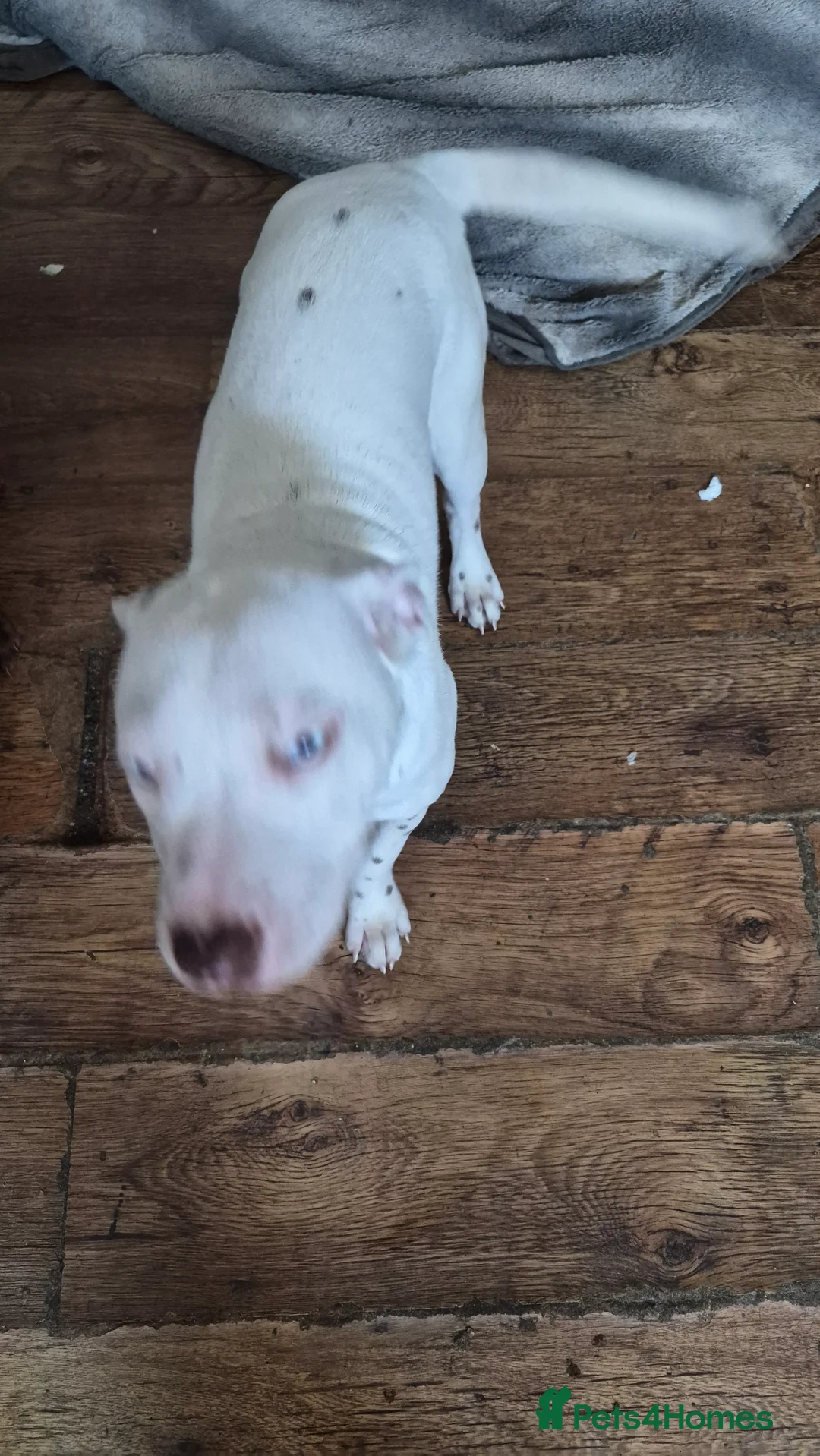 Mixed Breed dogs for sale: 2 lovely staff/American bulldog cross  in Halifax - Advert 2
