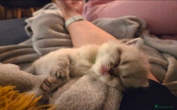 Scottish Fold cats for sale: Scottish Fold/Straight Kittens For Sale  - Image 5