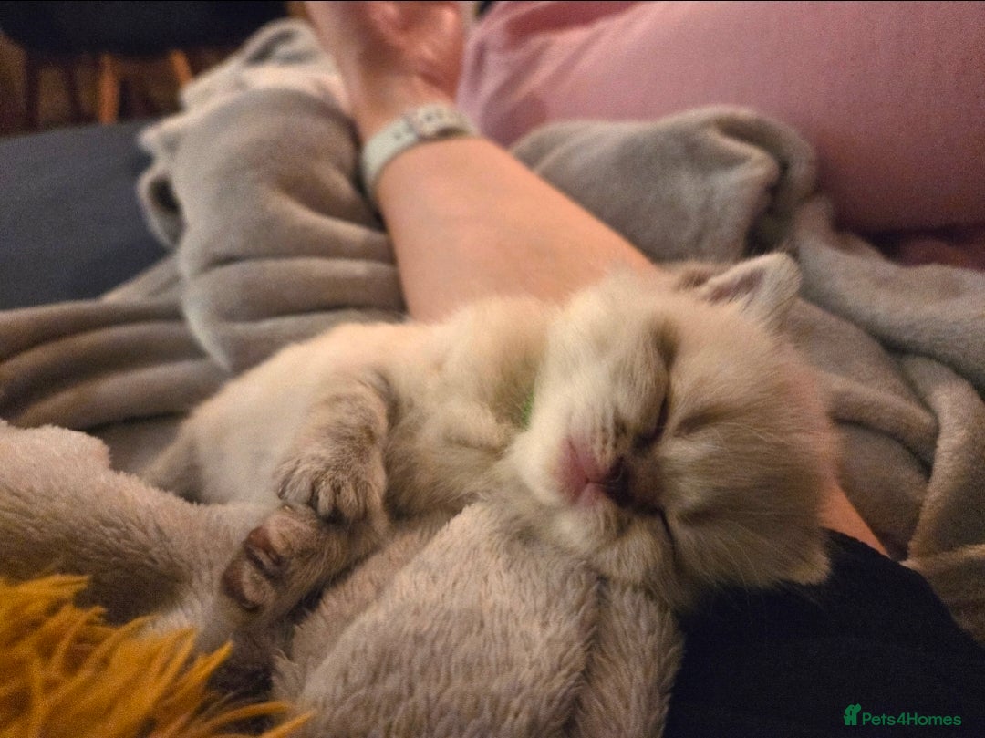 Scottish Fold cats for sale: Scottish Fold/Straight Kittens For Sale  - Image 5