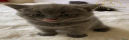British Shorthair cats for sale: Amazing Pedigree British Shorthair Kittens  - Advert 10