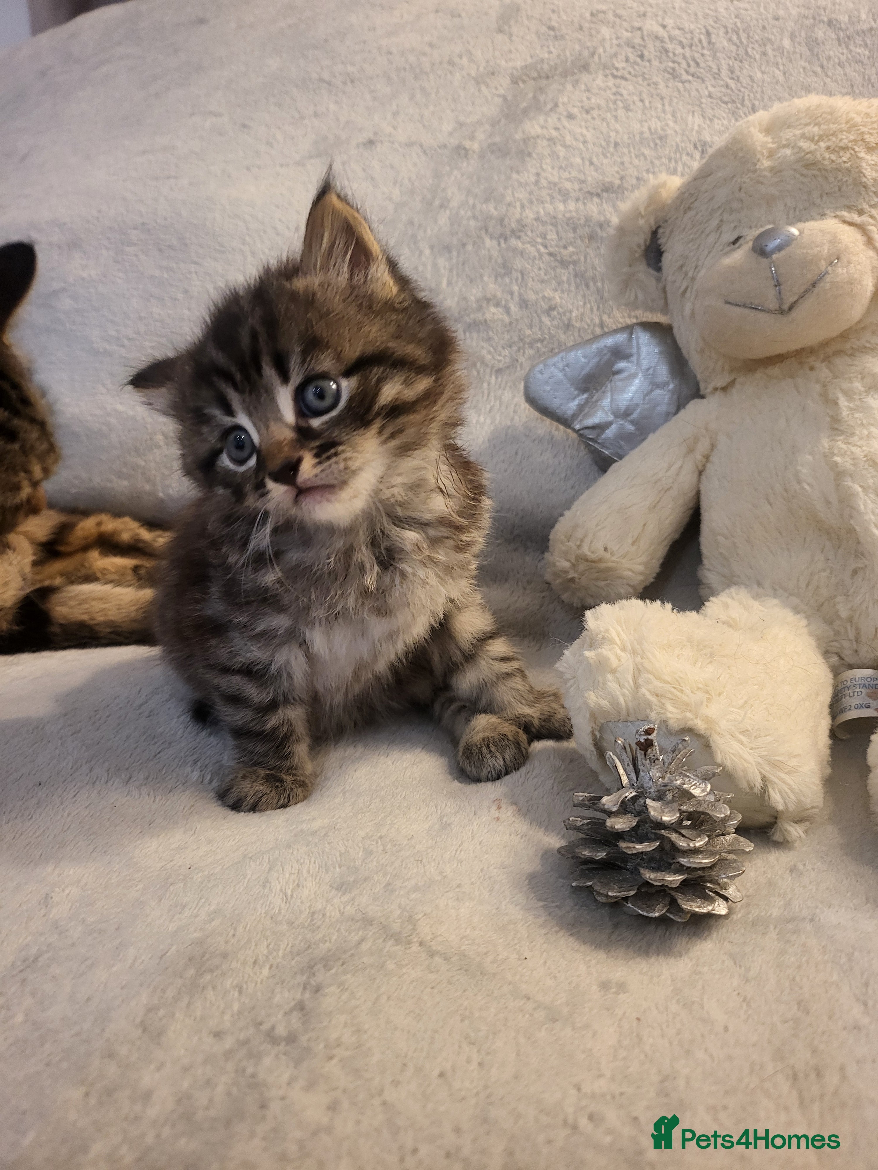 Siberian cats Sweet Little Princess Is Looking for a Loving Home - Advert 4