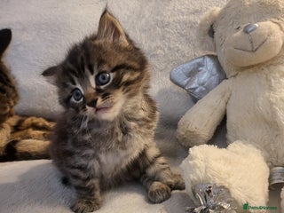 Siberian cats Sweet Little Princess Is Looking for a Loving Home - Advert 2