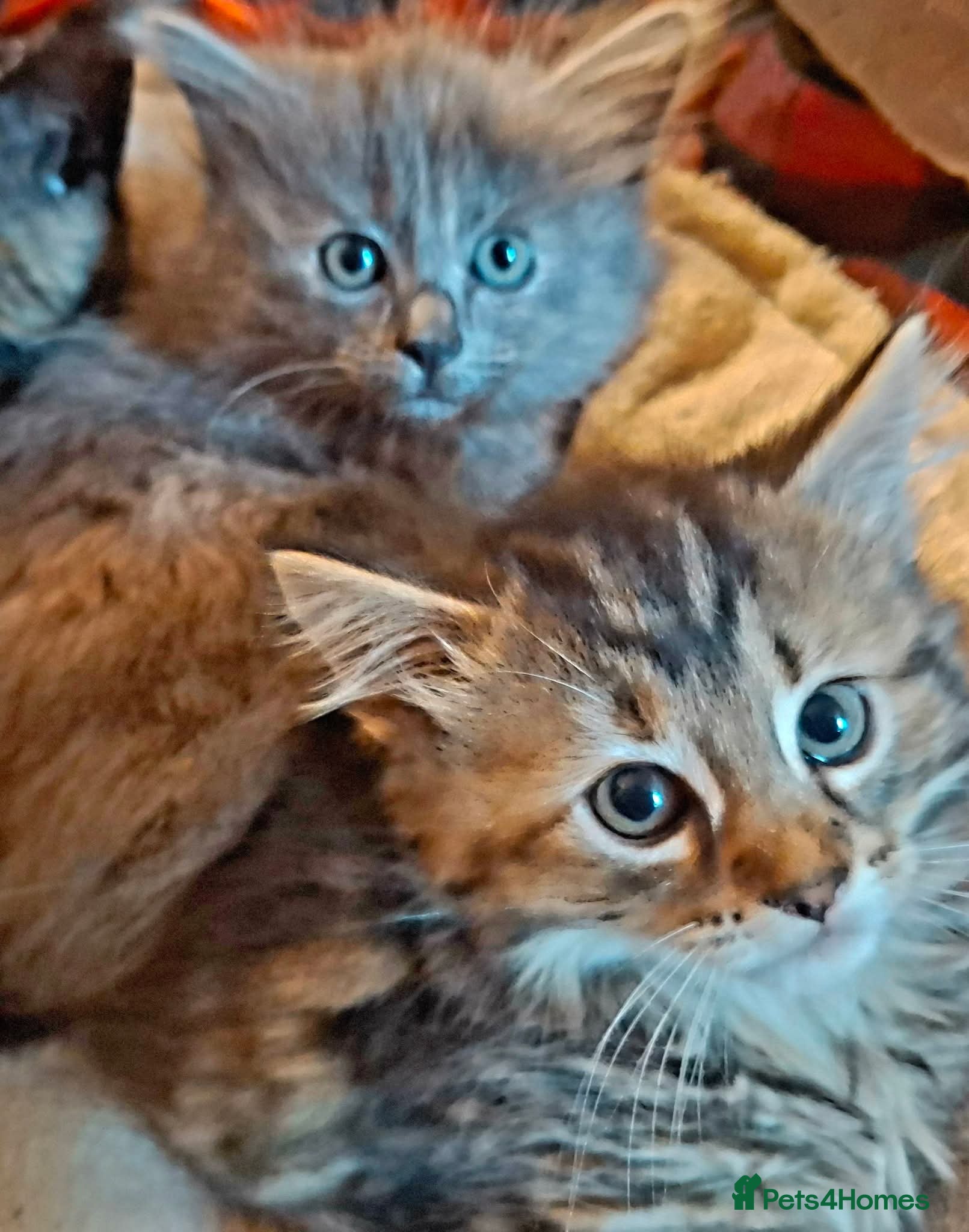 Mixed Breed cats Beautiful Kittens 😻 - Advert 1