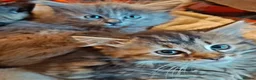 Mixed Breed cats for sale: Beautiful Kittens 😻 - Advert 1