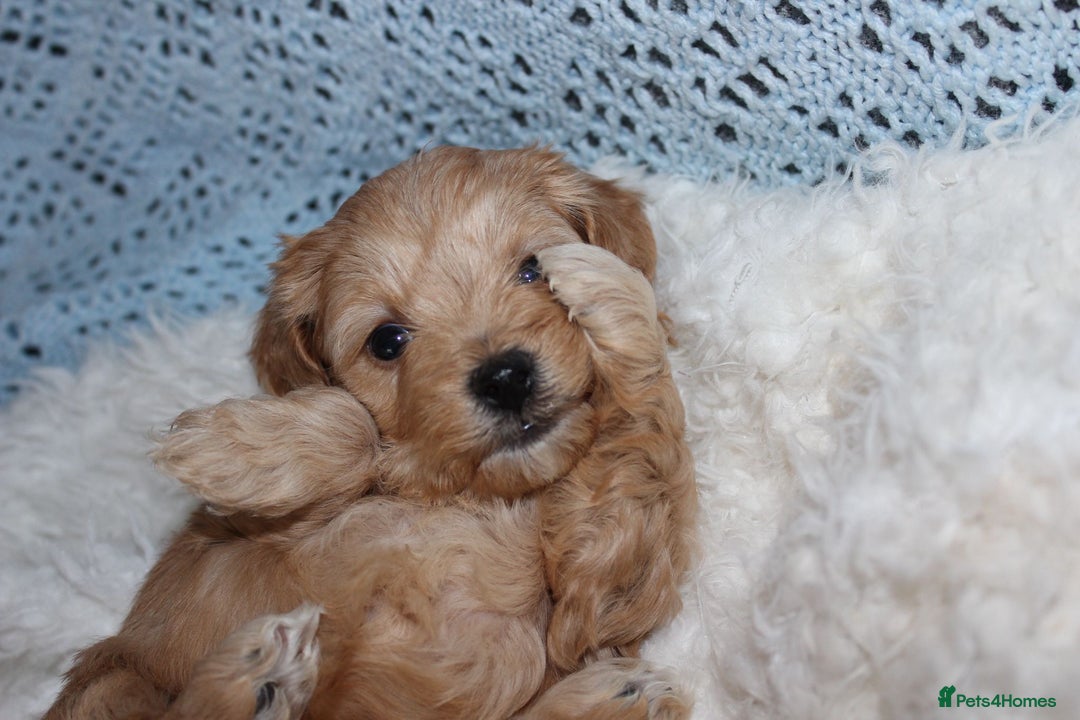 Maltipoo dogs for sale: F1 small Maltipoo puppies - Image 2