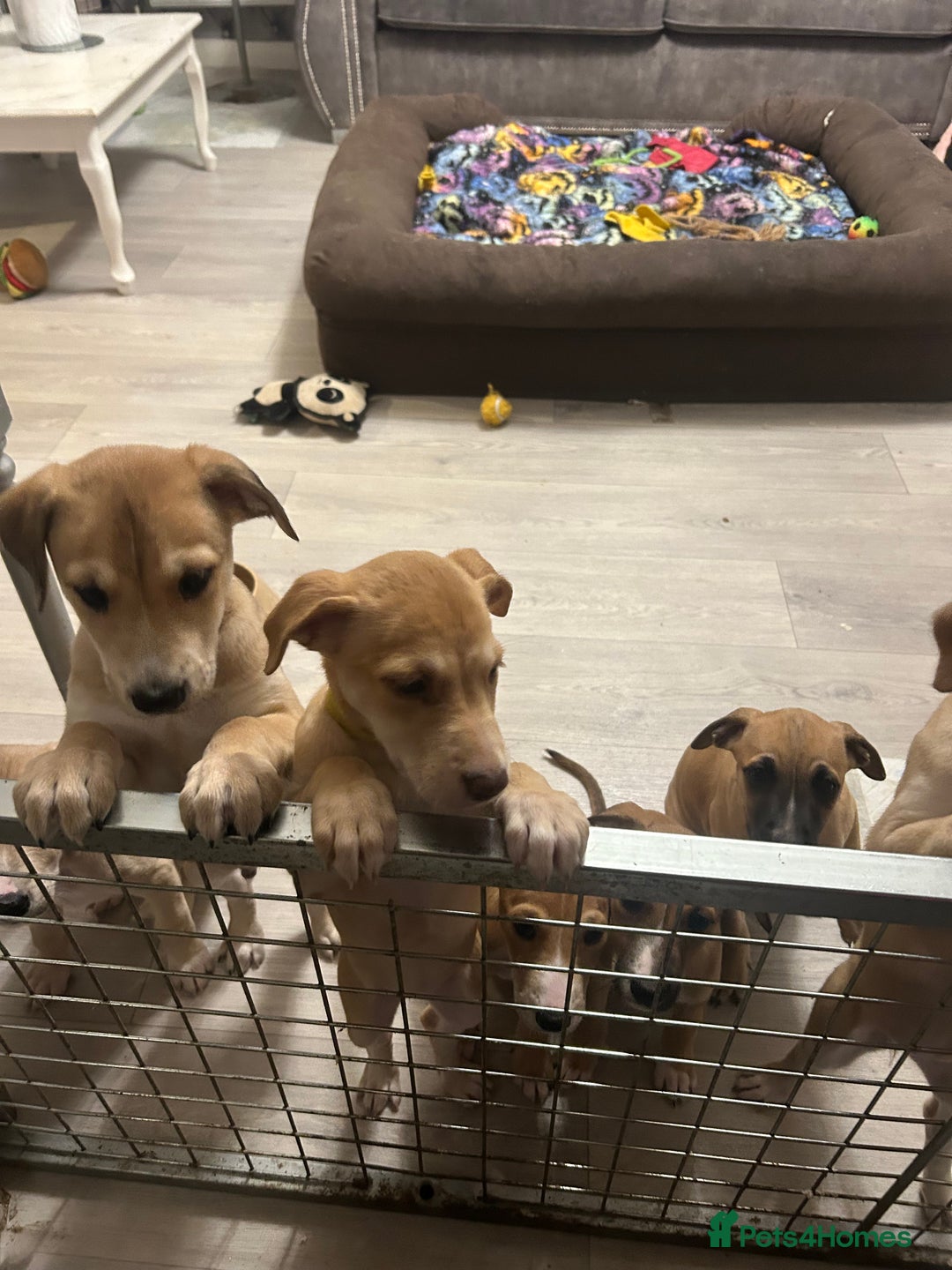 Mixed Breed dogs for sale: Salukigrey/bullgrey hound - Advert 11