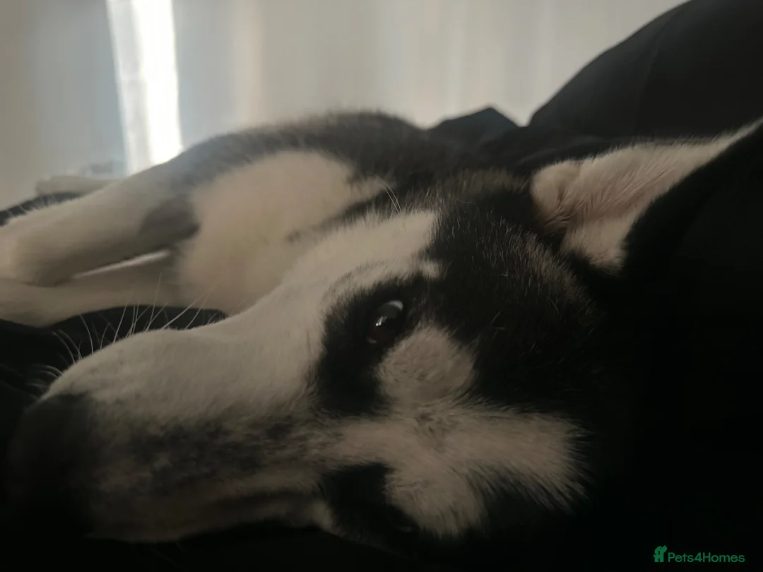 Siberian Husky dogs for sale: 10 Month Old Siberian Husky — Sweet Girl  in Barking - Advert 2
