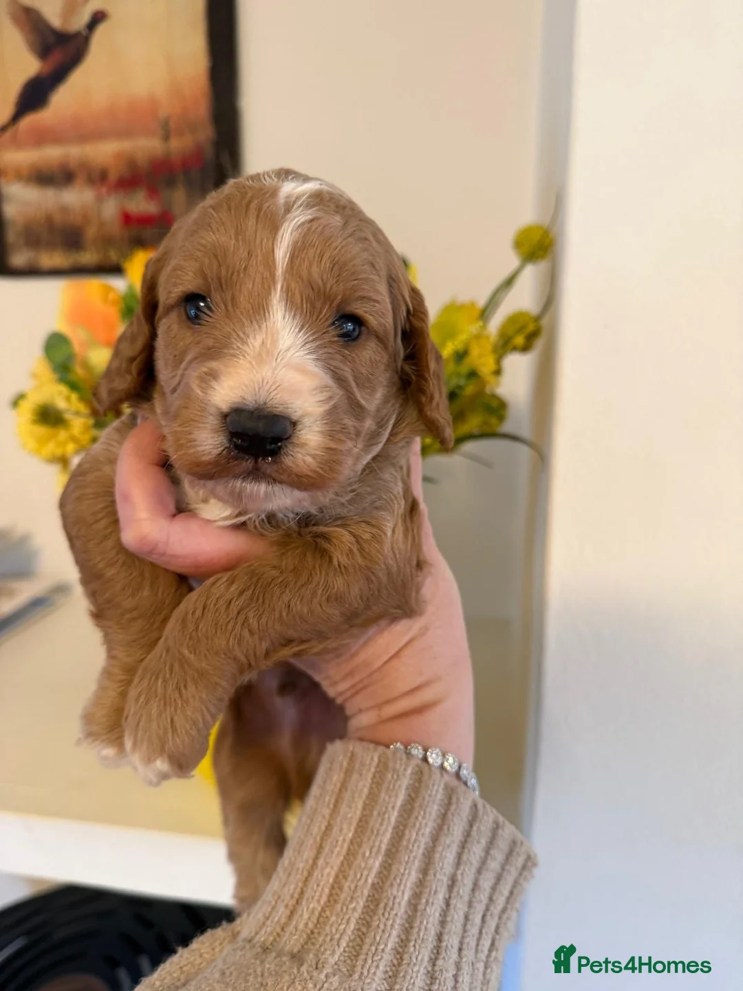 Cockapoo dogs for sale: BEAUTIFUL COCKAPOO BOYS - Advert 2