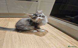 Maine Coon cats for sale: Maine coon pure breed - Image 5