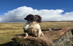 English Springer Spaniel dogs for sale: Health tested bitch for sale - Image 5