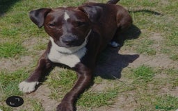 Mixed Breed dogs for sale: Staffy cross patterdale 11 month old puppy - Image 1