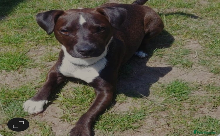 Mixed Breed dogs - Advert 1