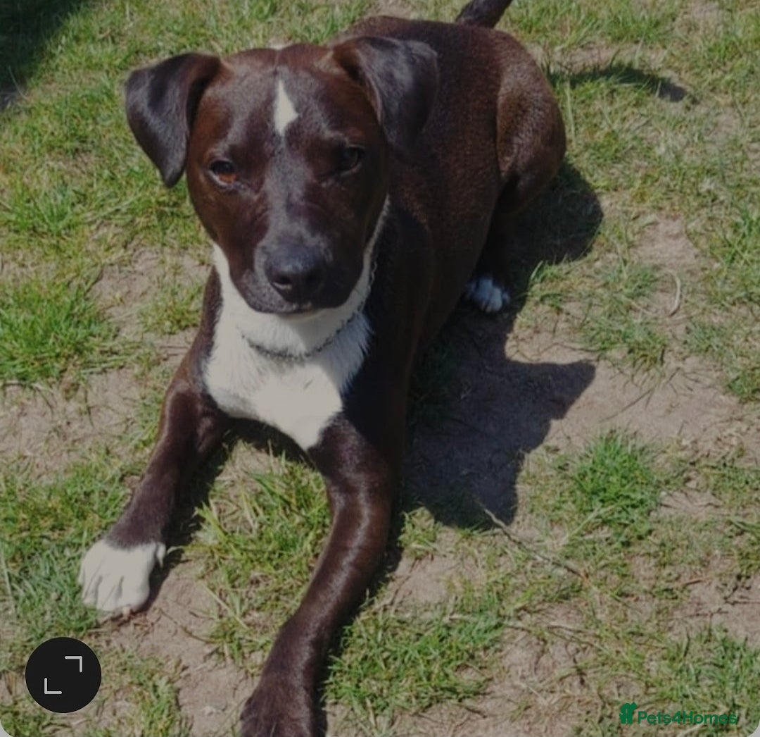 Mixed Breed dogs for sale: Staffy cross patterdale 11 month old puppy - Image 1