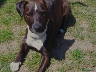 Mixed Breed dogs - Advert 3