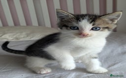 Mixed Breed cats for sale: Beautiful blue eyed kittens - Image 2