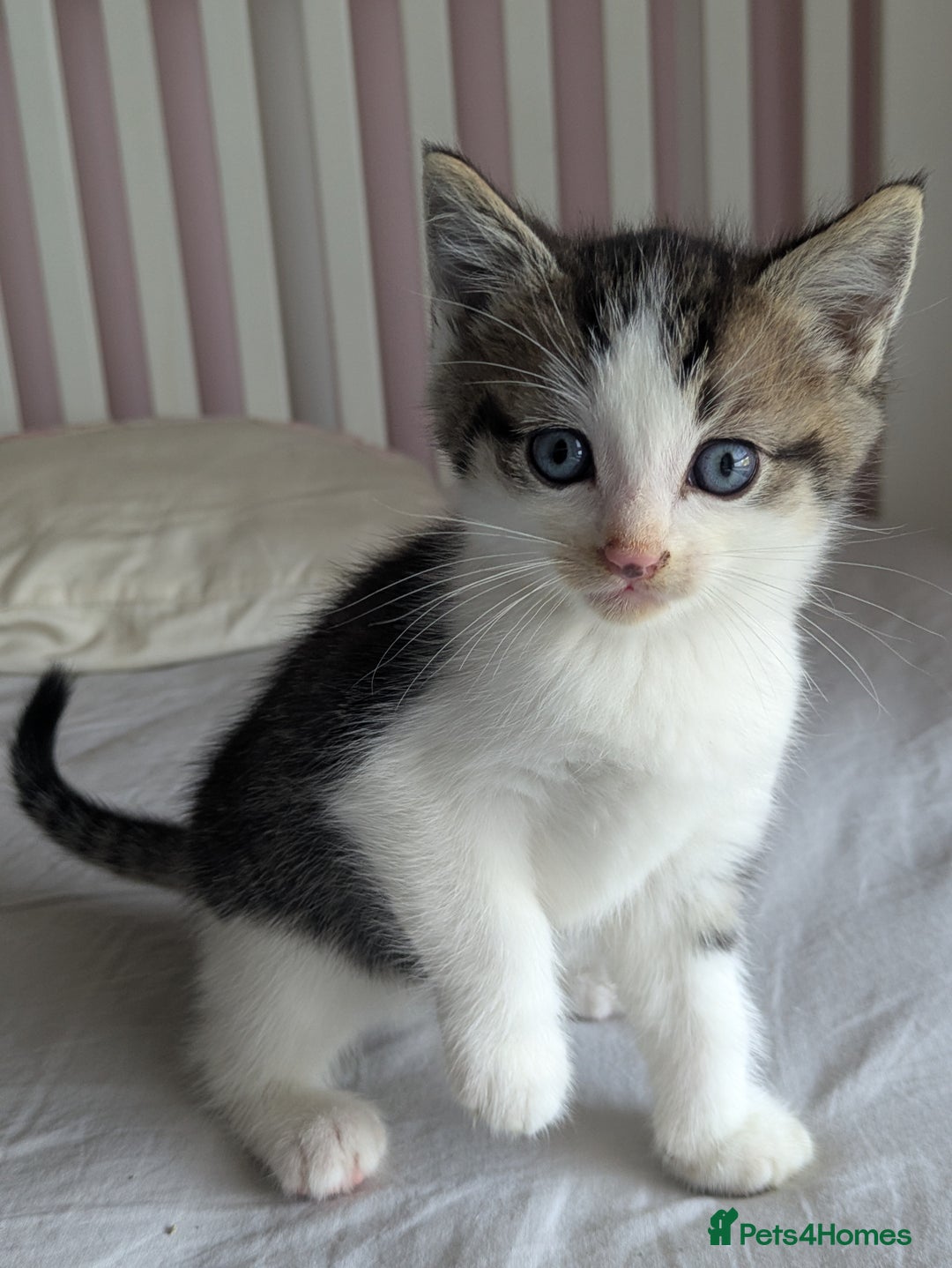 Mixed Breed cats for sale: Beautiful blue eyed kittens - Image 2