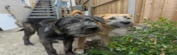 Mixed Breed dogs for sale: Stunning WolfAkita Pups – 1 Boy/1 Girl Ready now!  in Southampton - Advert 1
