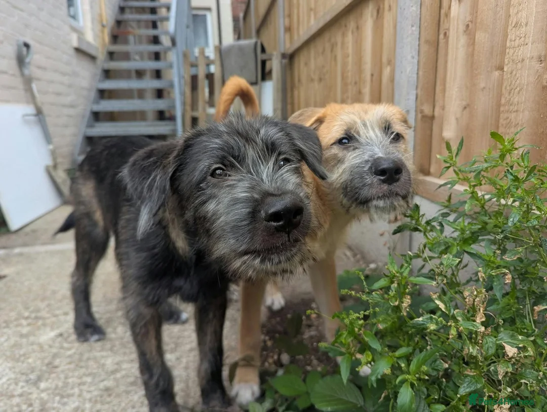 Mixed Breed dogs for sale: Stunning WolfAkita Pups – 1 Boy/1 Girl Ready now!  in Southampton - Advert 1