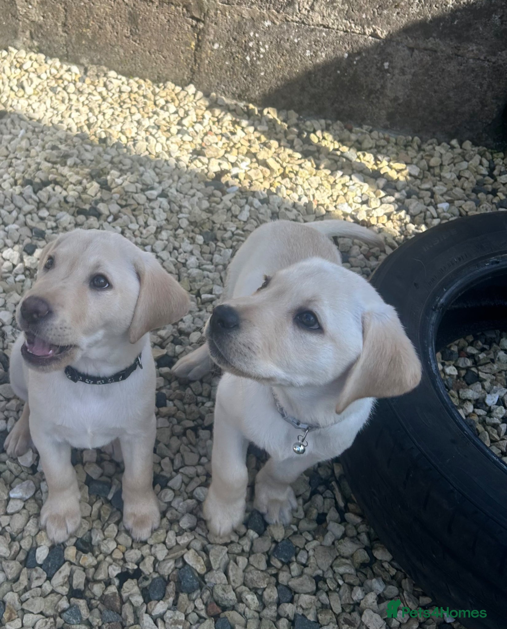 Labrador Retriever dogs KC Registered Labrador Puppies  - Advert 2