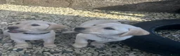 Labrador Retriever dogs for sale: KC Registered Labrador Puppies  - Advert 5